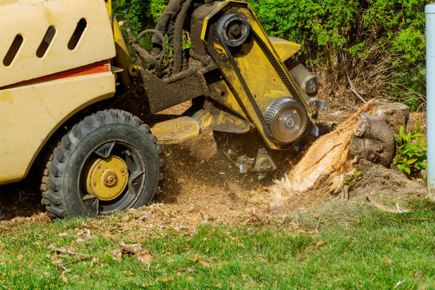 Best Tree Stump Removal  in Glenwood, GA